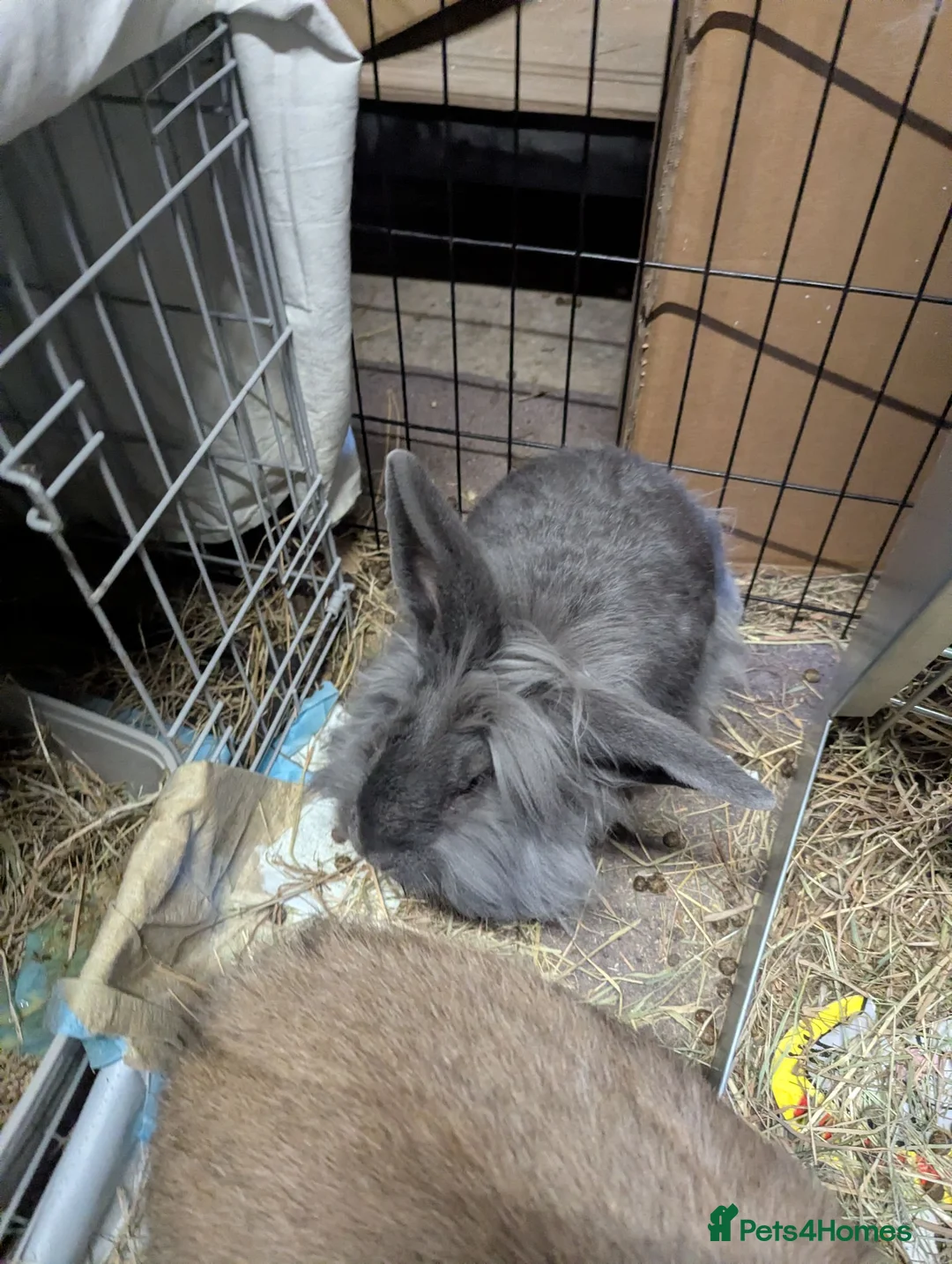 Continental Giant rabbits for sale: Gandalf conti lionehead cross rabbit  - Advert 7