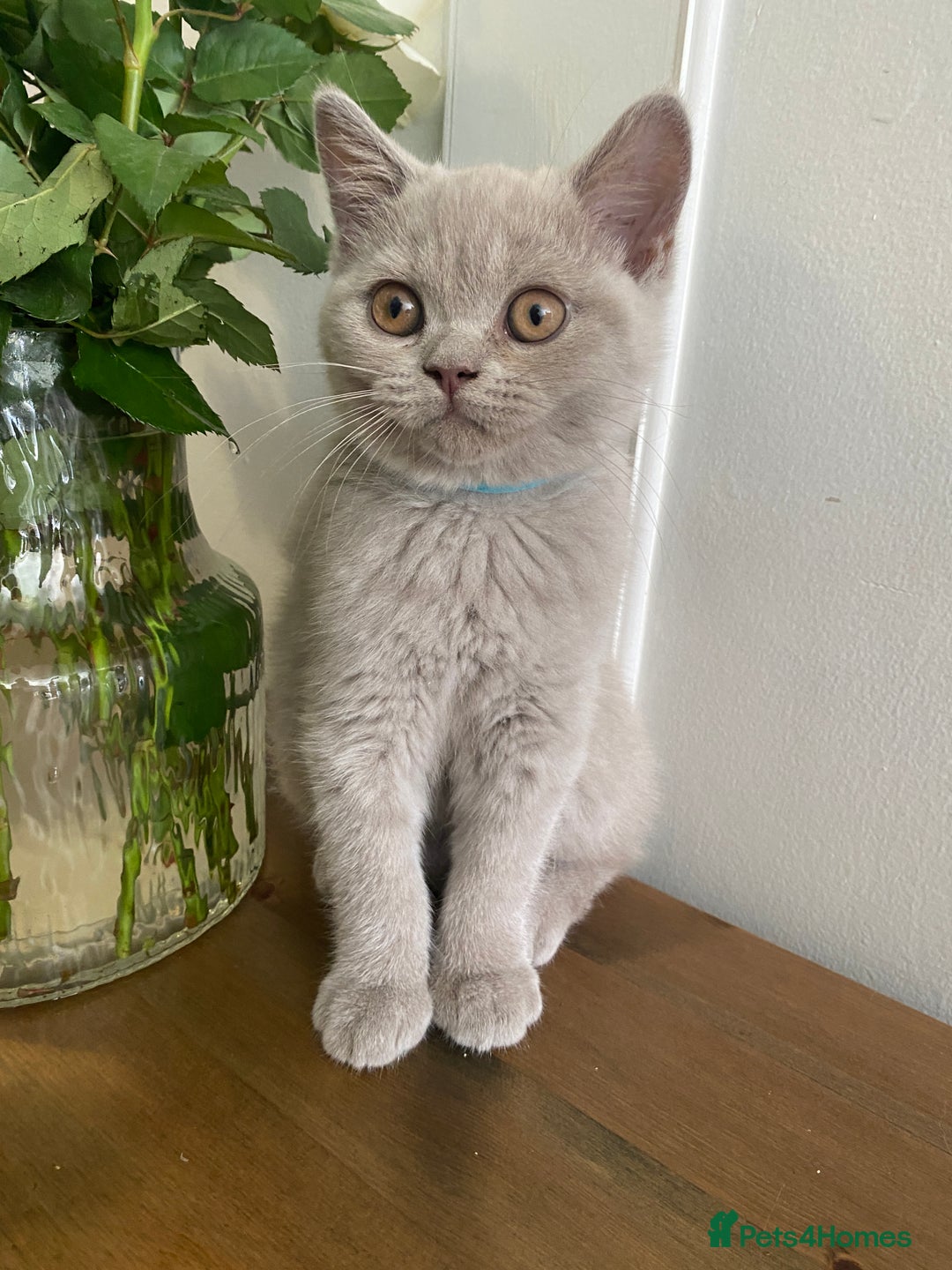 British Shorthair cats for sale: 🐾 TOP QUALLITY LILAC BSH reg GCCF purebred 🐾 - Image 15