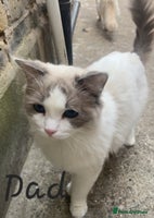 British Shorthair cats - Advert 10