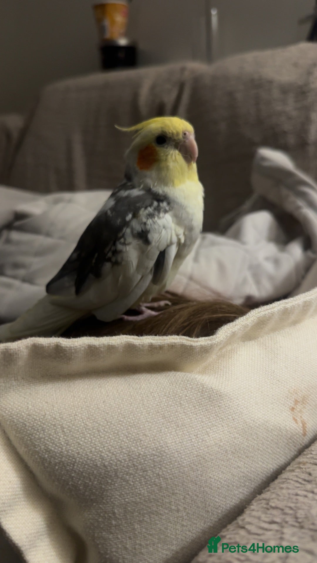 Cockatiels birds for sale: Cockatiel male tame 14 months old - Advert 18