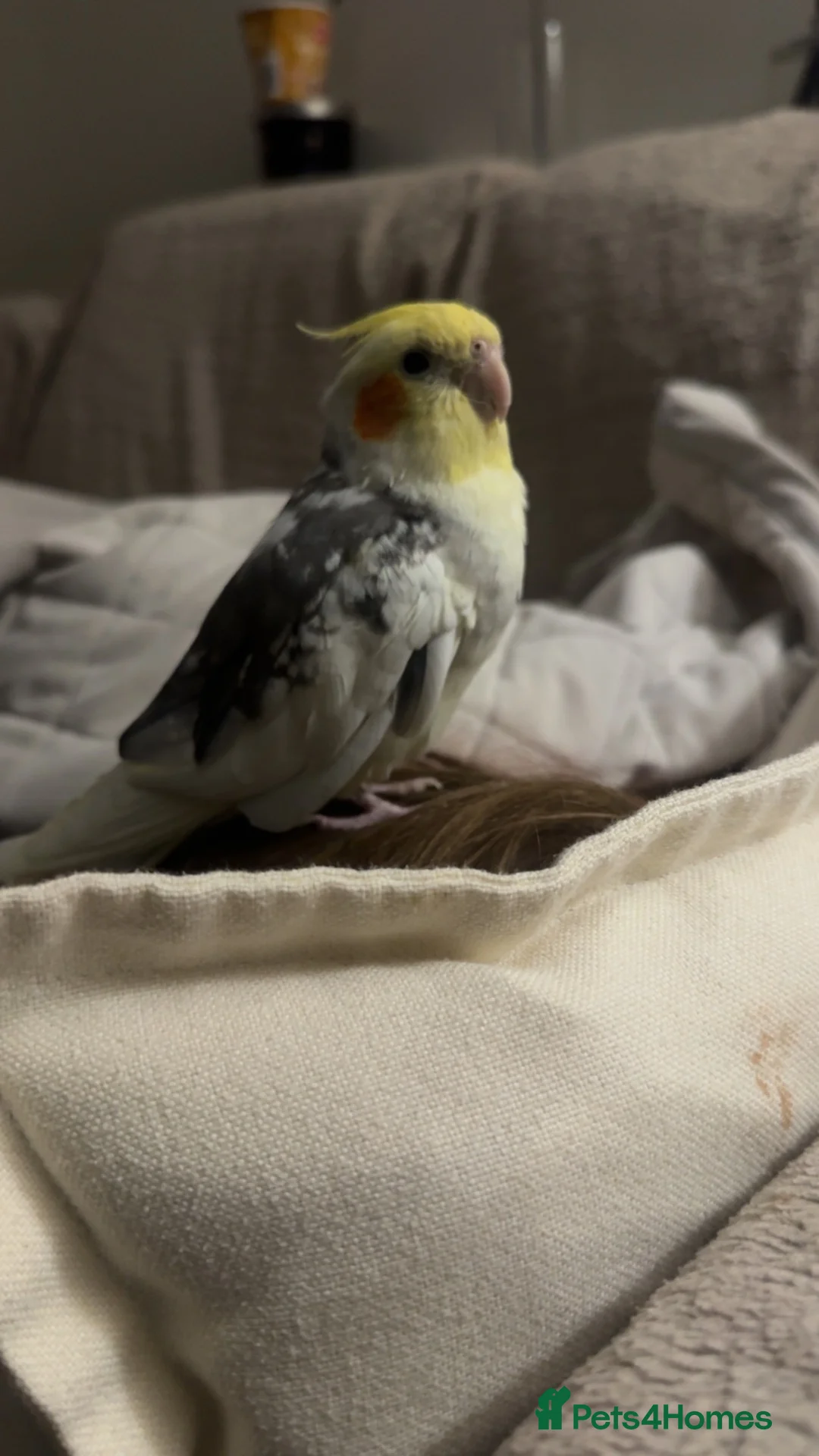 Cockatiels birds for sale: Cockatiel male SILLY TAME! - Advert 1
