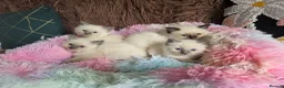 Ragdoll cats for sale: Four Stunning GCCF Registered Girls - Advert 25