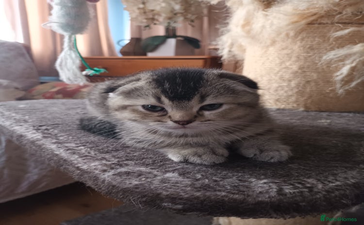 Scottish Fold cats - Advert 13