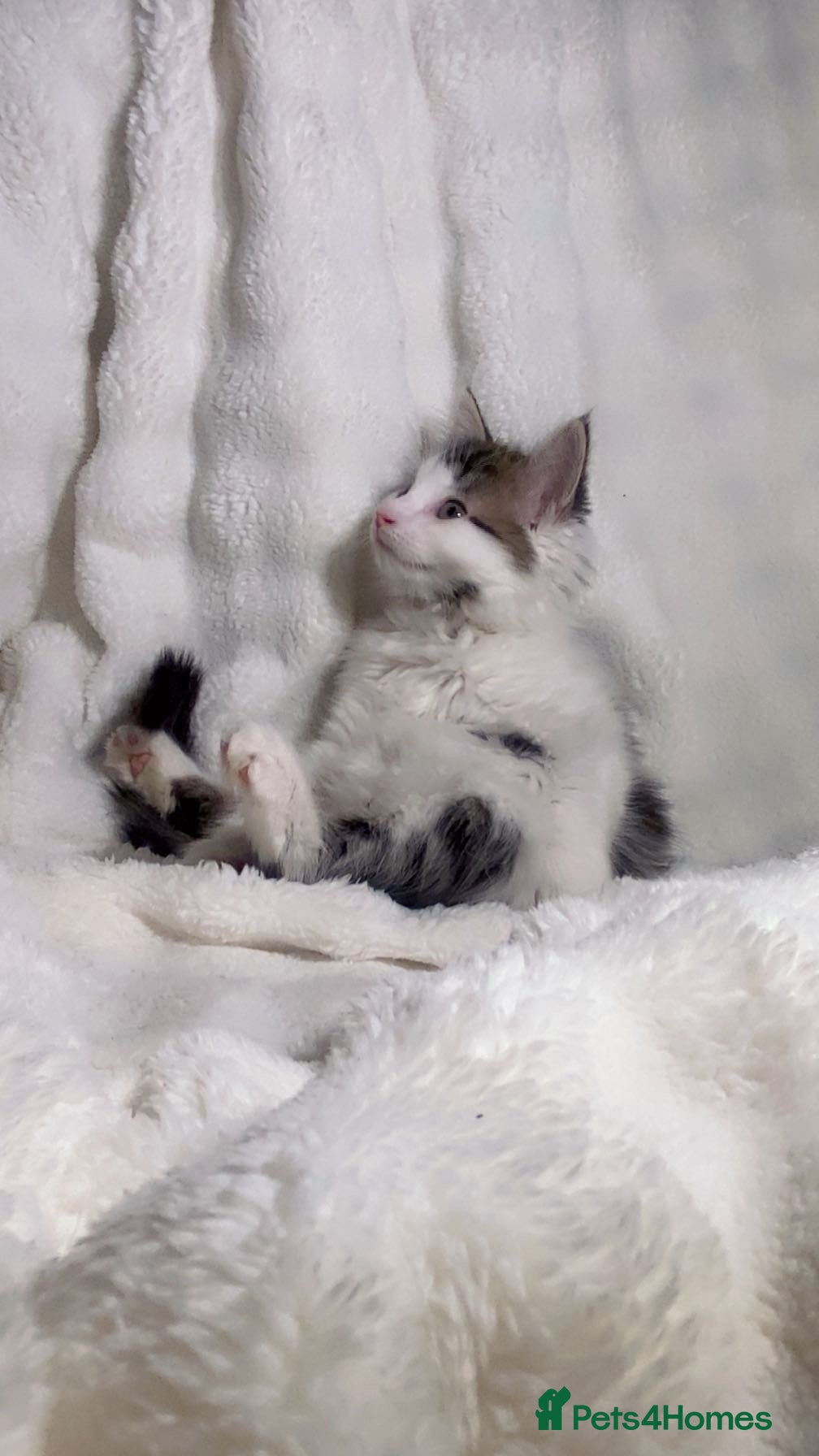 Mixed Breed cats Cute fluffy kitten awaiting for a new home  - Advert 2