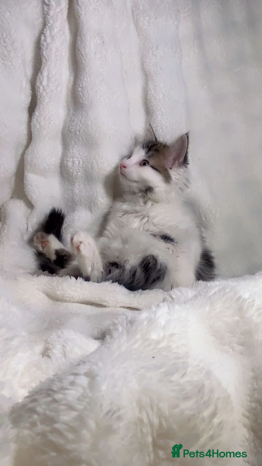 Mixed Breed cats for sale: Cute fluffy kitten awaiting for a new home  - Advert 1