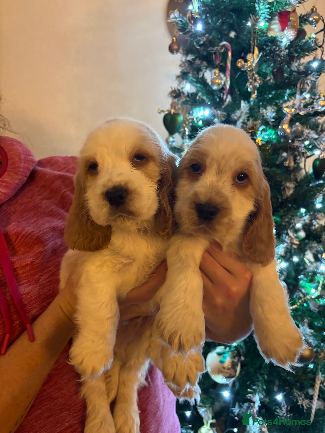Cocker Spaniel dogs for sale: Show Cocker Spaniel Puppies  - Advert 1