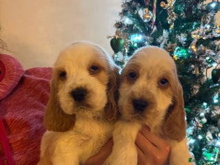 Cocker Spaniel dogs Show Cocker Spaniel Puppies - Advert 18