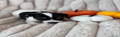 Jack Russell 7