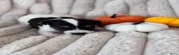 Jack Russell dogs for sale: Smooth coated tan and white jack russels  in Nottingham - Advert 9