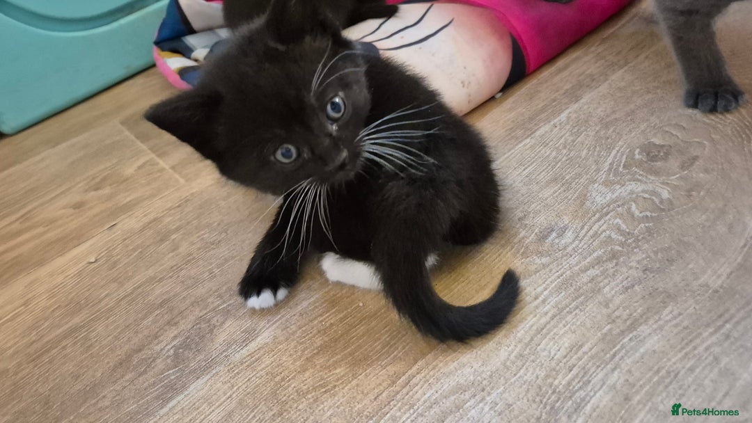 British Shorthair cats for sale: Beutiful British short hair cross kittens  - Advert 1