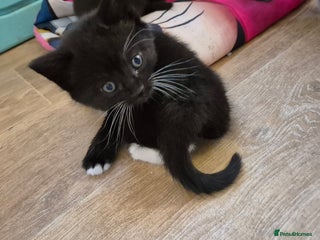 British Shorthair cats Beutiful British short hair cross kittens - Advert 1