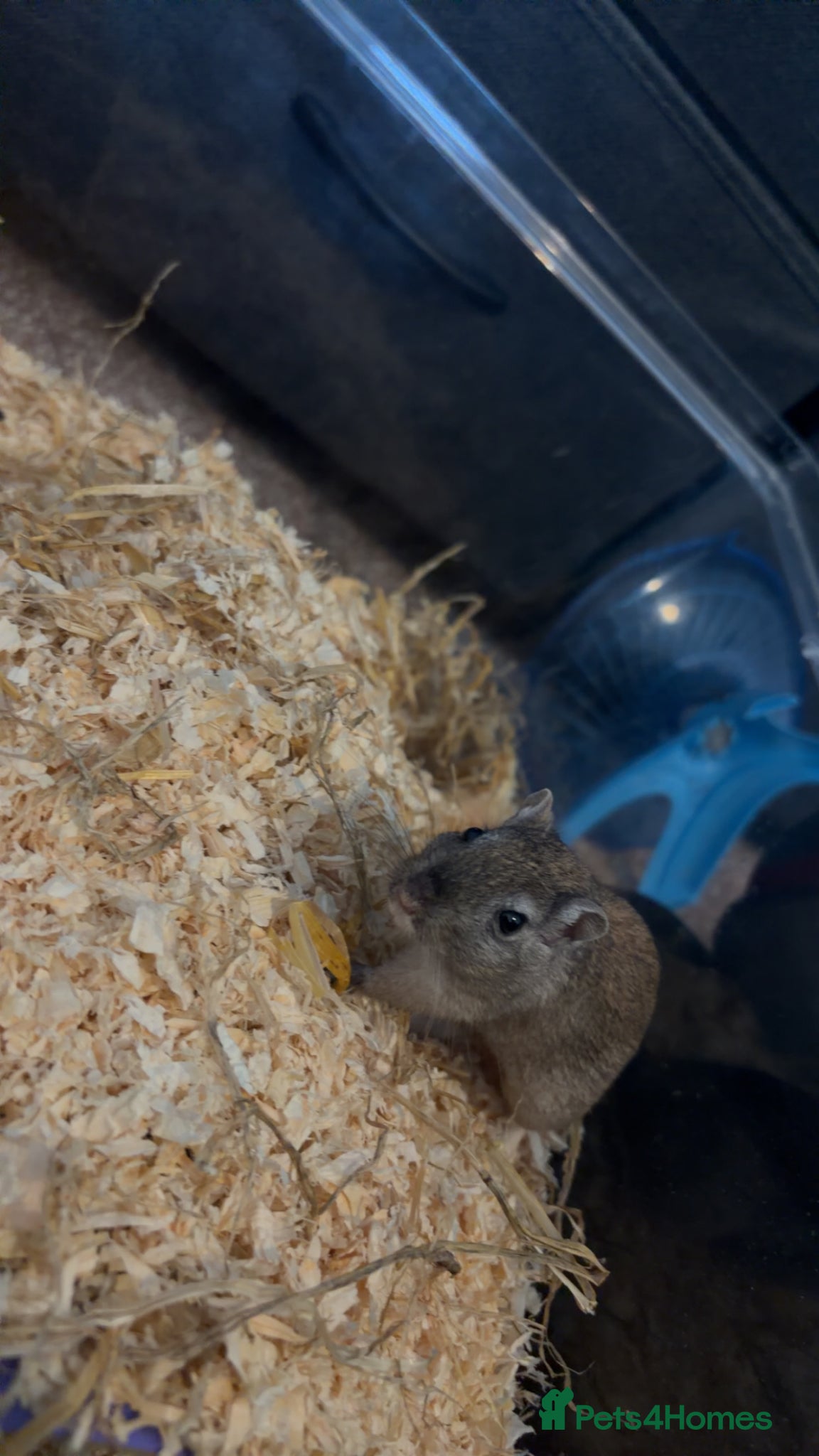 Gerbil rodents for sale: Two female gerbils. in Liversedge - Advert 6