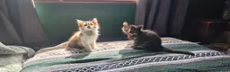 Mixed Breed cats for sale: Kittens for sale  - Advert 3