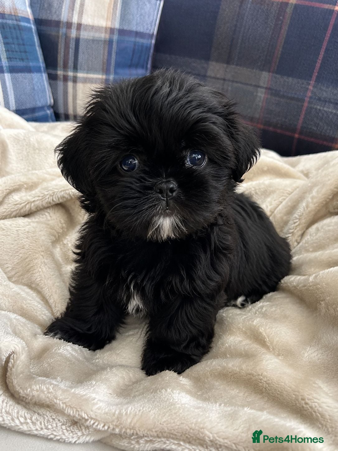 Shih Tzu dogs Imperial Shih Tzu Boy Pup - Advert 1