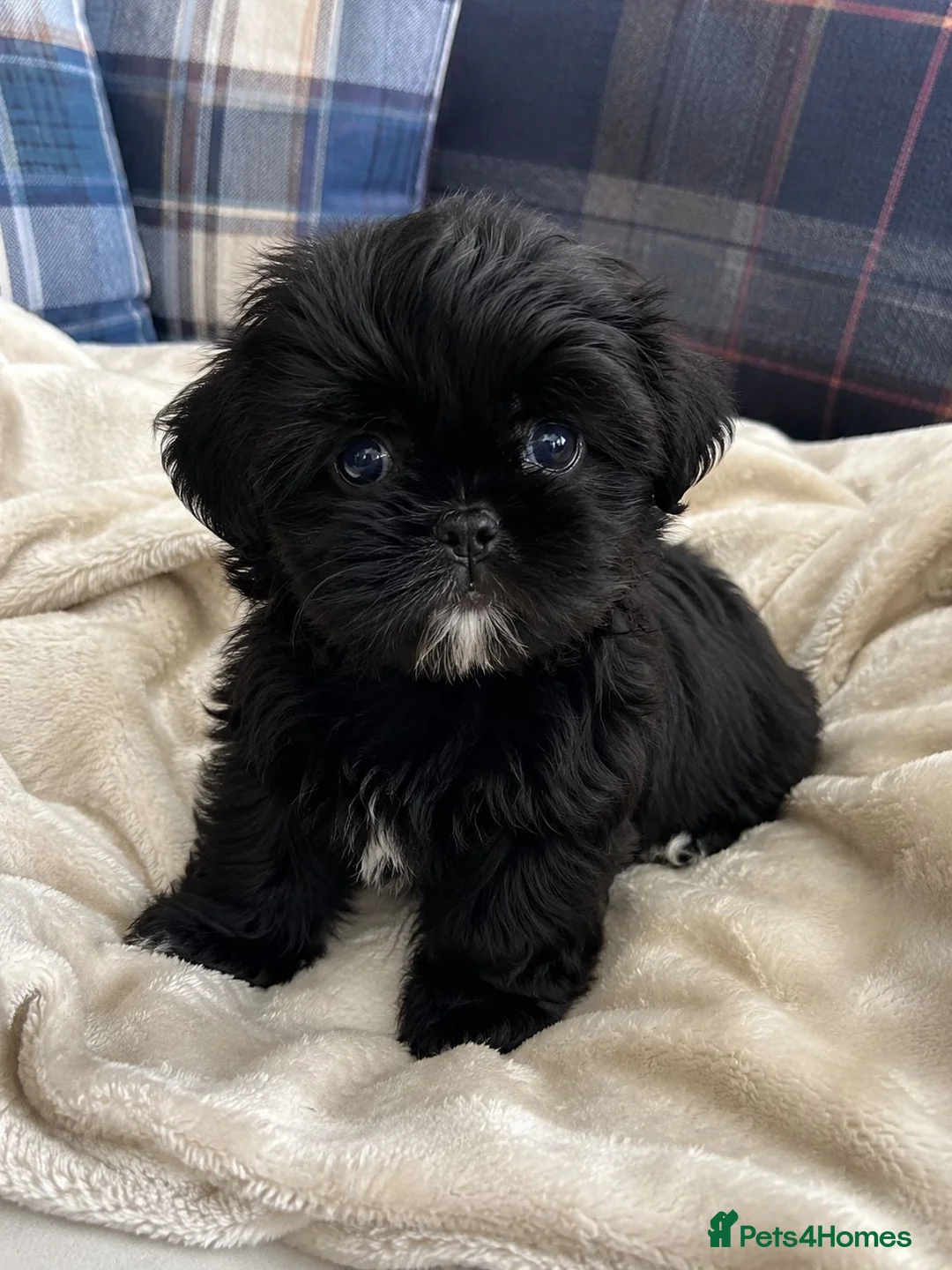 Shih Tzu dogs for sale: Imperial Shih Tzu Boy Pup - Advert 1