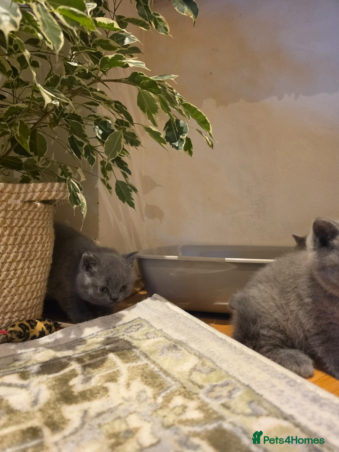 British Shorthair cats for sale: Beautiful Blue British Shorthair Kittens for Sale - Advert 11