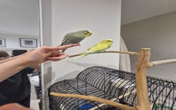 Budgerigars birds for sale: 2 birds and cage with toys(go as a pair) - Image 3