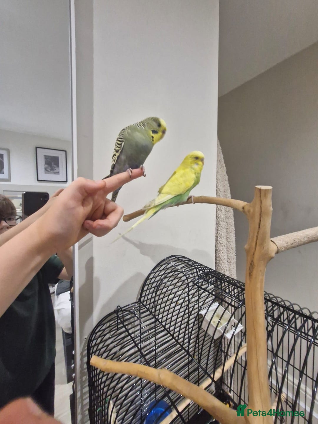 Budgerigars birds for sale: 2 birds and cage with toys(go as a pair) - Image 3