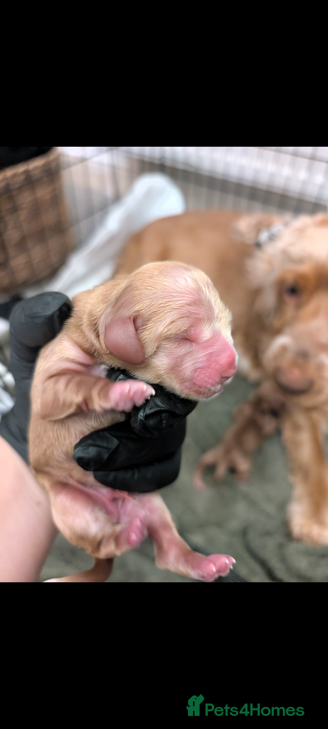 Cocker Spaniel dogs for sale: 🐾pedigree Show cocker spaniel🐾 - Image 16