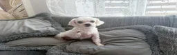 Maltese dogs for sale: Healthy 6 years old female - Advert 9