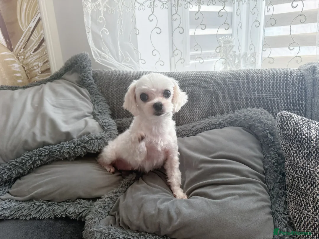 Maltese dogs for sale: Healthy 6 years old female - Advert 9