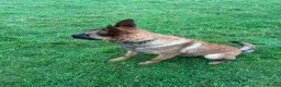 Belgian Shepherd Dog dogs for sale: 15 month old Belgian malinois - Advert 15