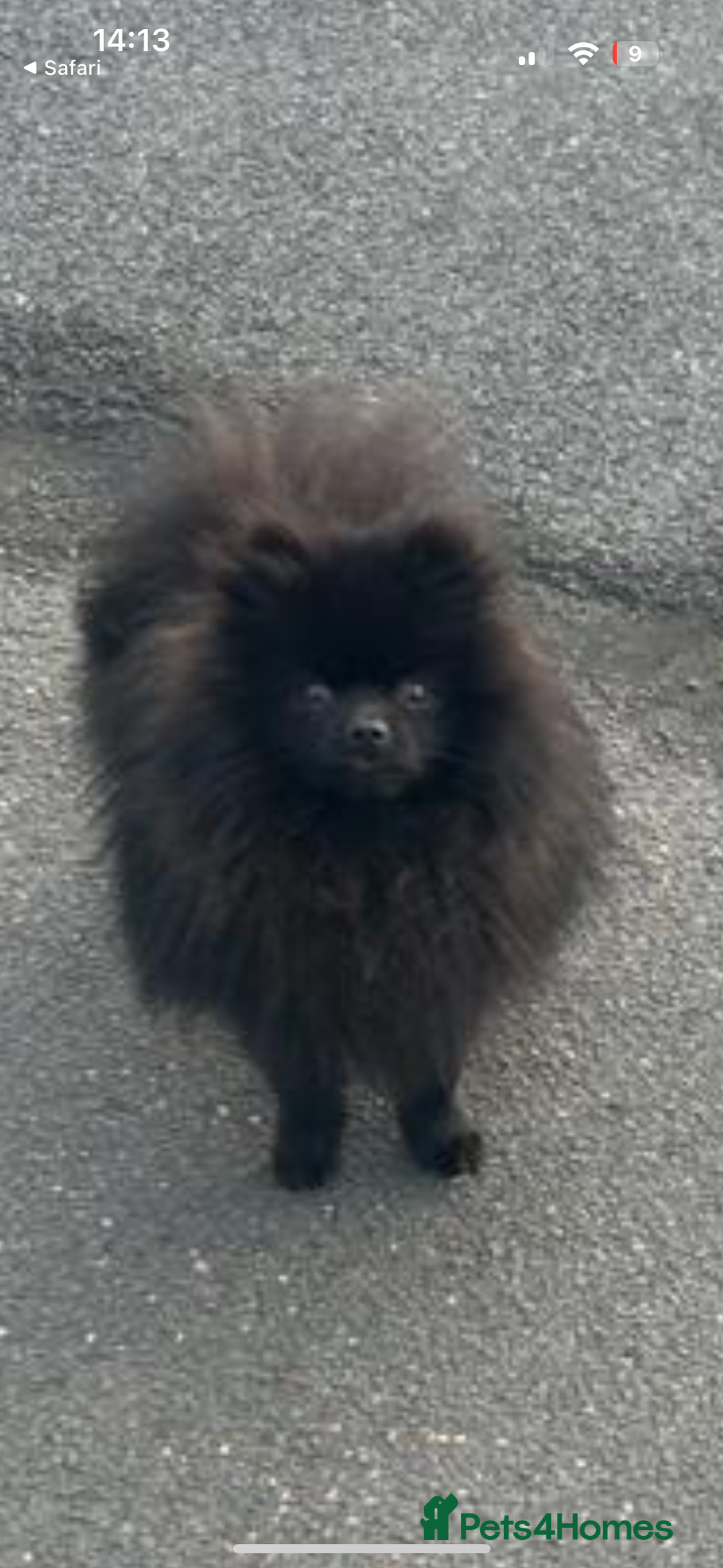 Pomeranian dogs for sale: BEAR 7 month pomeranian - Advert 10