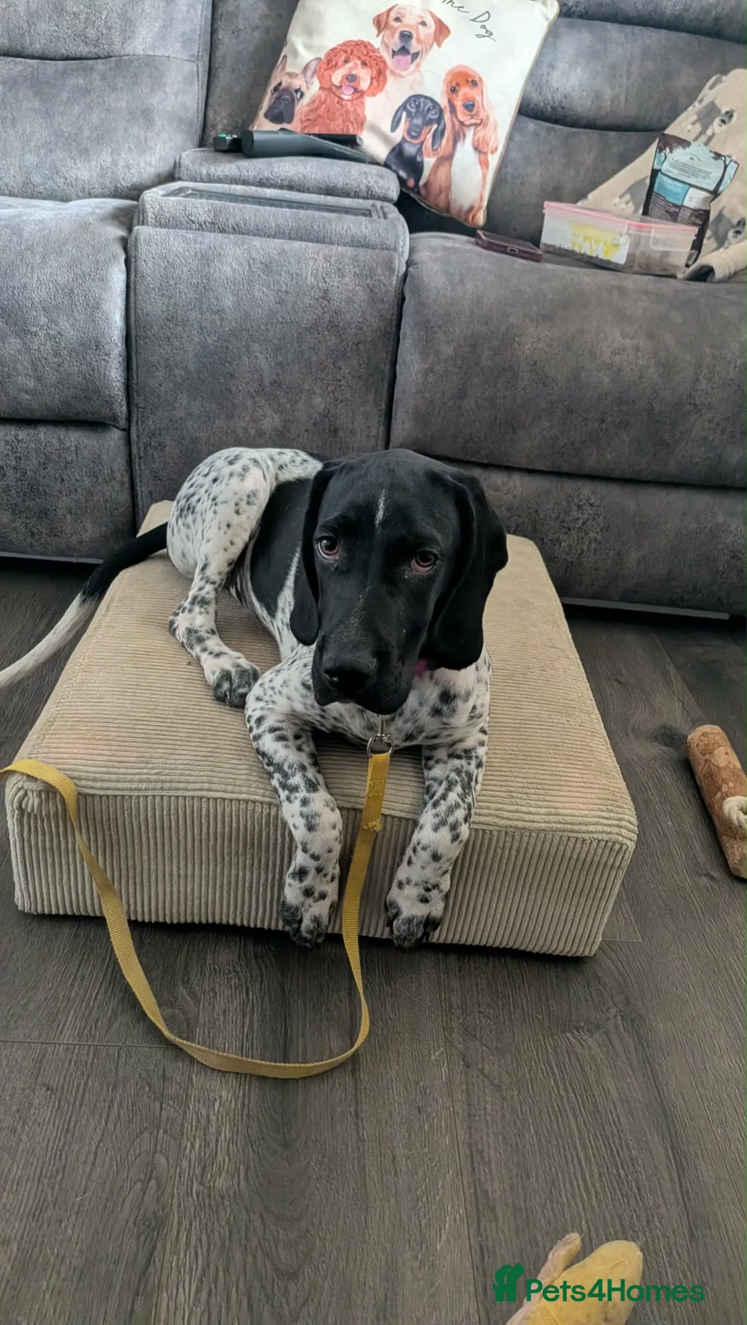 Mixed Breed dogs for adoption: Amber Sweet 5 mth Pointer cross puppy  in Stamford - Advert 2