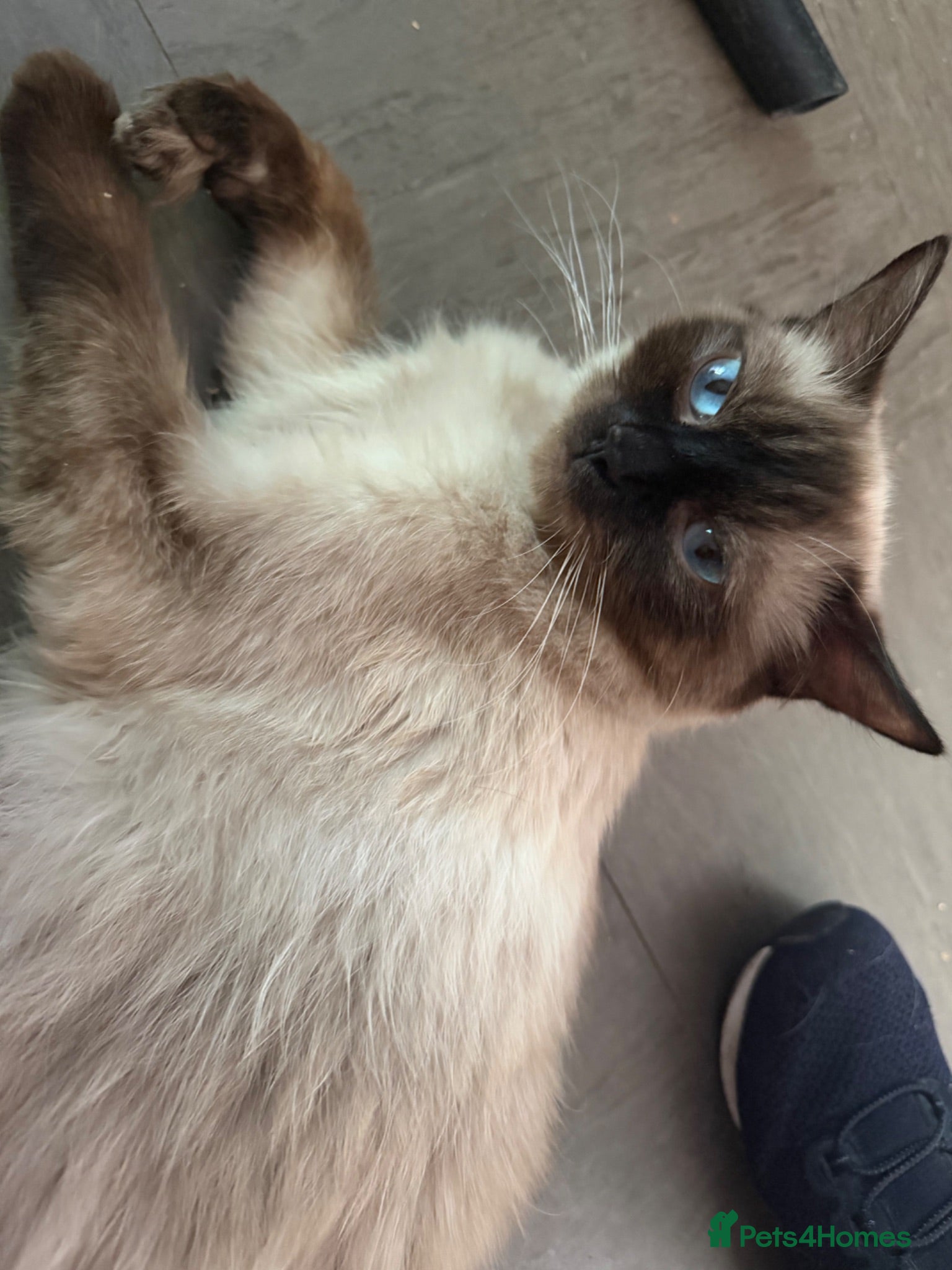 Ragdoll cats Beautiful kittens  - Advert 4