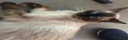 Ragdoll cats for sale: Beautiful kittens  - Advert 1