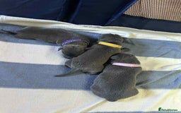 Mixed Breed dogs for sale: Blue staffy x classic bully Puppies 🐶 💙  - Image 17