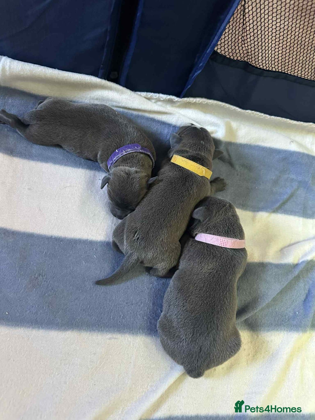 Mixed Breed dogs for sale: Blue staffy x classic bully Puppies 🐶 💙  - Image 17