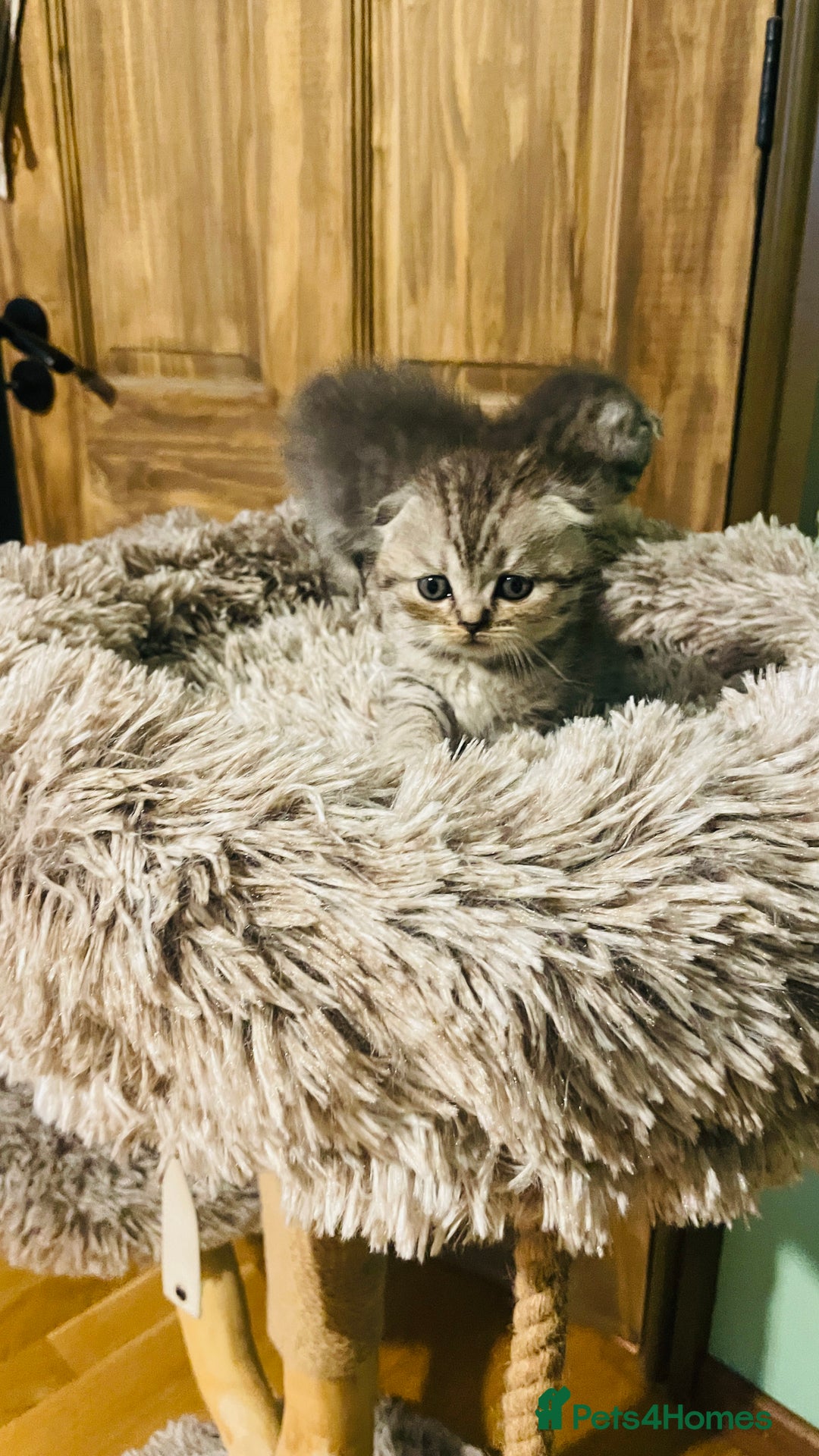 Scottish Fold cats for sale: Beautiful litter of Scottish fold reservation open - Image 9