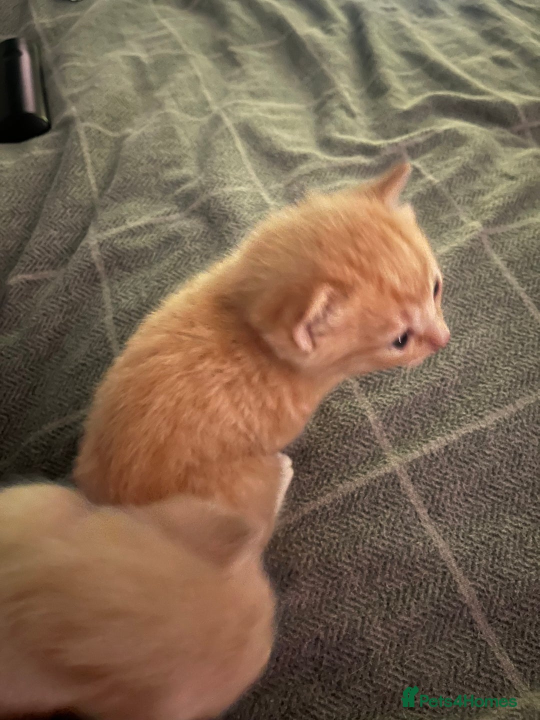 Domestic Shorthair cats for sale: 4 gorgeous kittens  - Image 21