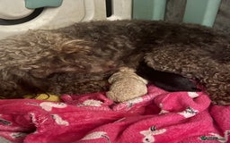 Toy Poodle dogs for sale: 2 beautiful toy poodle puppies READY NOW  - Image 9