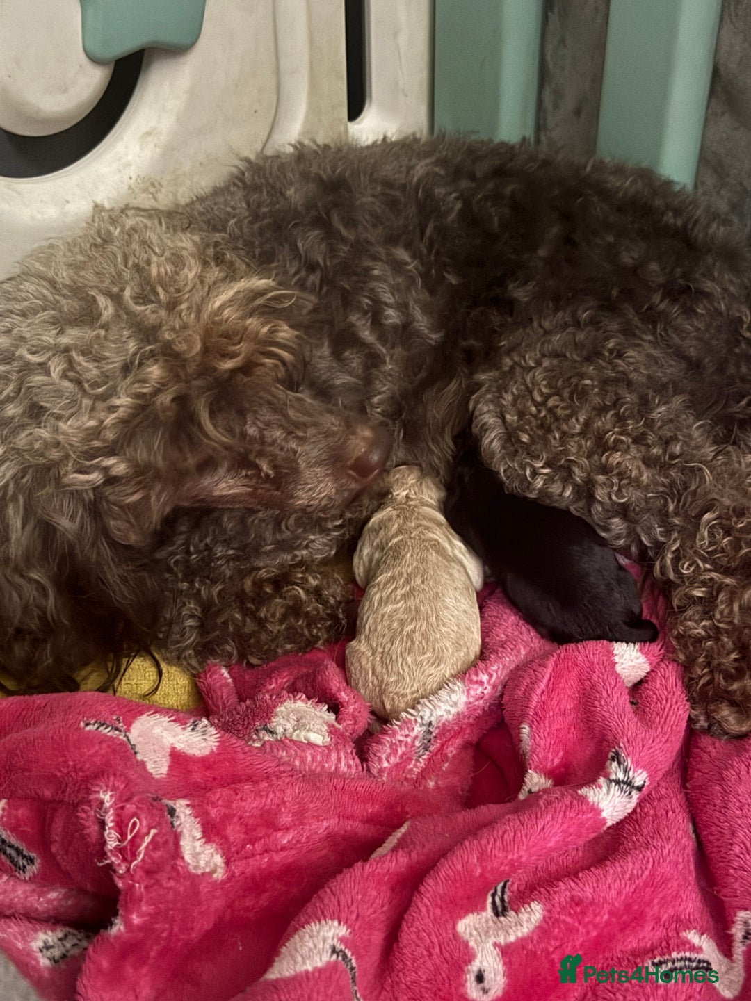 Toy Poodle dogs for sale: 2 beautiful toy poodle puppies READY NOW  - Image 9