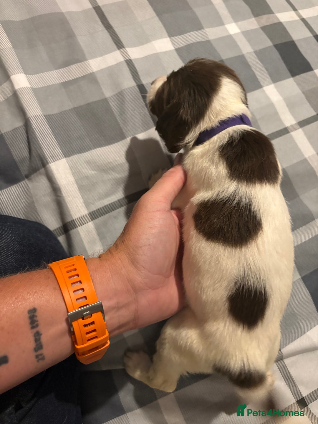 English Springer Spaniel dogs for sale: KC Registered English Springer Spaniel Puppies - Image 13