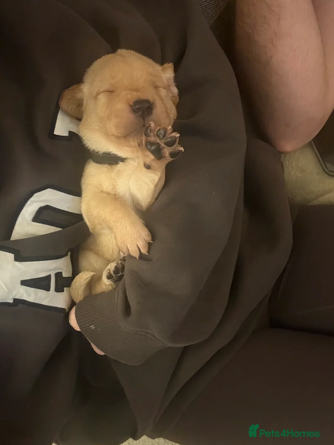 Labrador Retriever dogs for sale: KC registered black, yellow & red labradors  - Advert 2