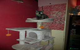 Mixed Breed cats for sale:  **  4 year old female cat - Advert 2