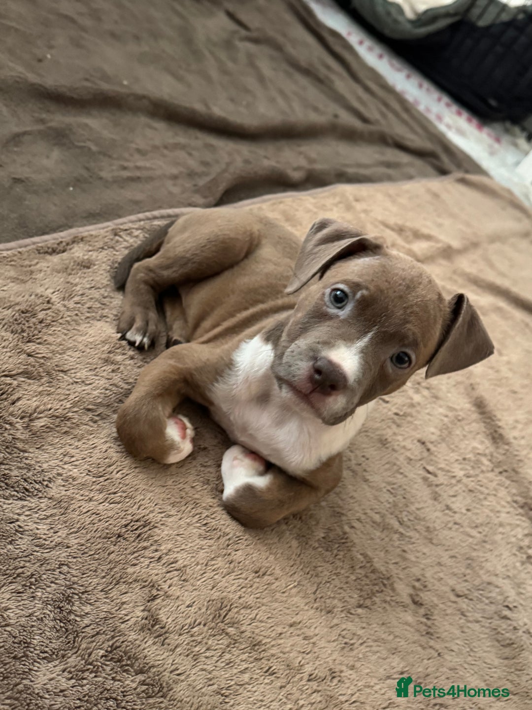 American Bull Staffy dogs for sale: Beautiful Home-Reared Puppies! - Advert 4