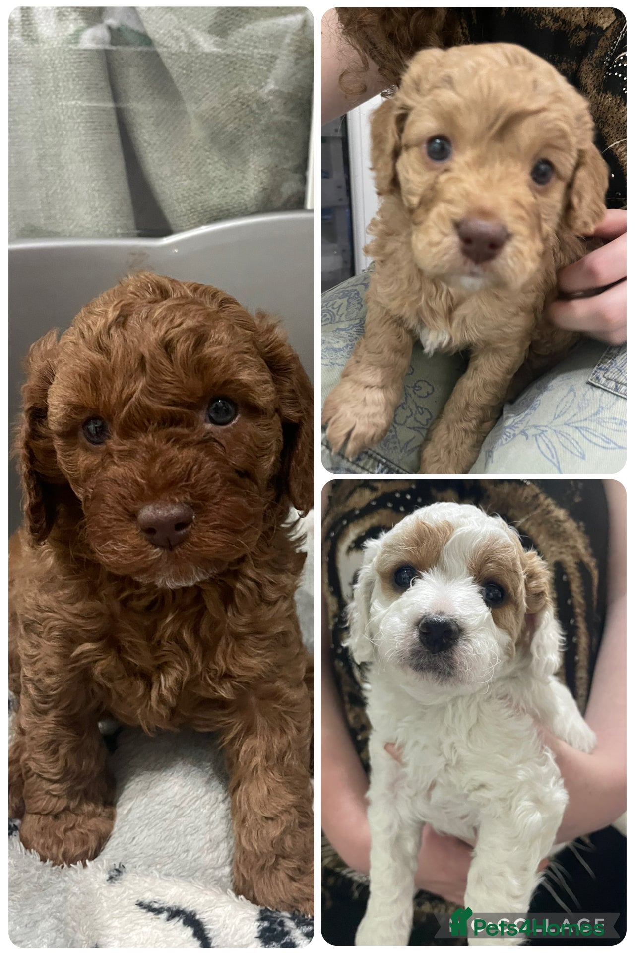 Cavapoo dogs 3 gorgeous cavapoo puppies - Advert 10