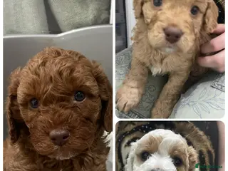 Cavapoo dogs 3 gorgeous cavapoo puppies - Advert 10