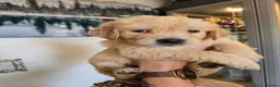 Golden Retriever dogs for sale: Show Type KC Registered Golden Retrievers !!  - Advert 28