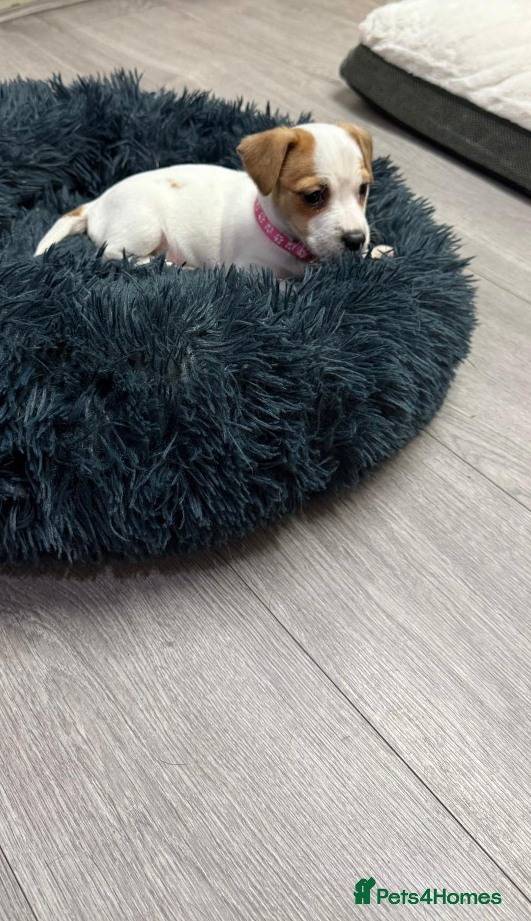 Jack Russell dogs for sale: 8 Week Old Jack Russel Puppies  - Advert 31