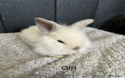 Mini Lop rabbits for sale: Stunning mini lops and mini lion lops  - Image 12