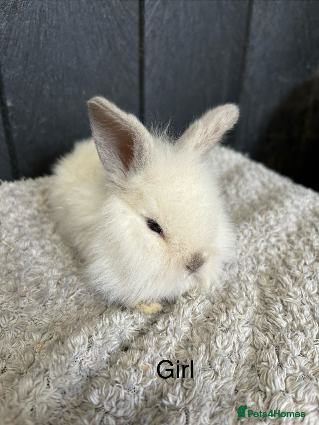 Mini Lop rabbits for sale: Stunning mini lops and mini lion lops  - Image 12