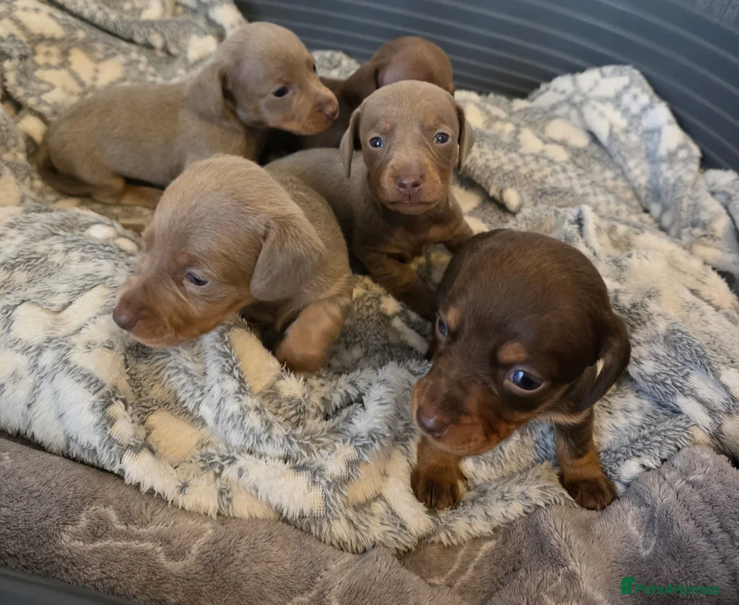 Miniature Dachshund dogs for sale: KC Registered Miniature Dachshund Puppies  - Advert 7