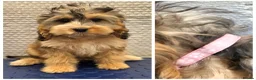 Cockapoo dogs for sale: Stunning F1 Cockapoo puppys  - Advert 1