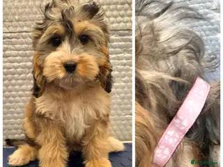 Cockapoo dogs Stunning F1 Cockapoo puppys - Advert 5