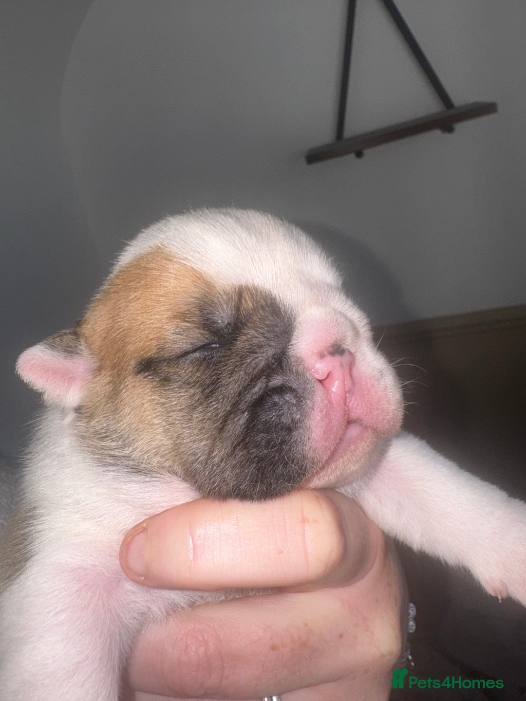 English Bulldog dogs for sale: Stunning English bulldog puppies  - Advert 18